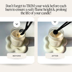 Champagne Berries 7.5 oz Coconut Soy Wax Candle Holiday Collection